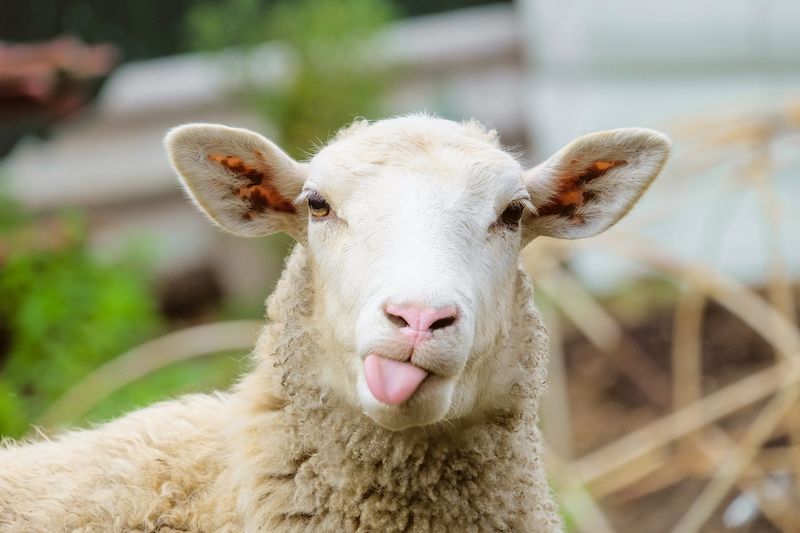 Seniors and Sleep Disturbance - 1 Sheep 2 Sheep - Sheep stick out tongue