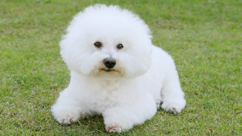 Best Small Dogs for Seniors - Bichon Frise