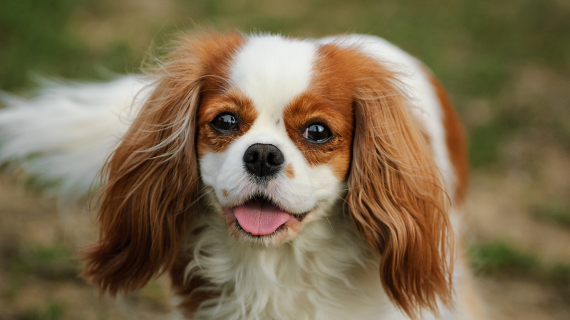 Best Small Dogs for Seniors - Cavalier King Charles Spaniel