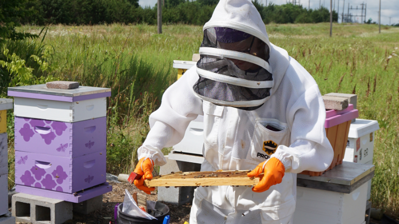 Is Raw Honey Safe For Elderly - beekeeper